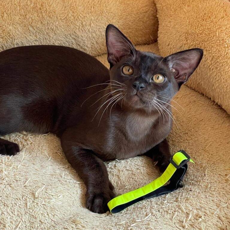 Filipuliya burmese