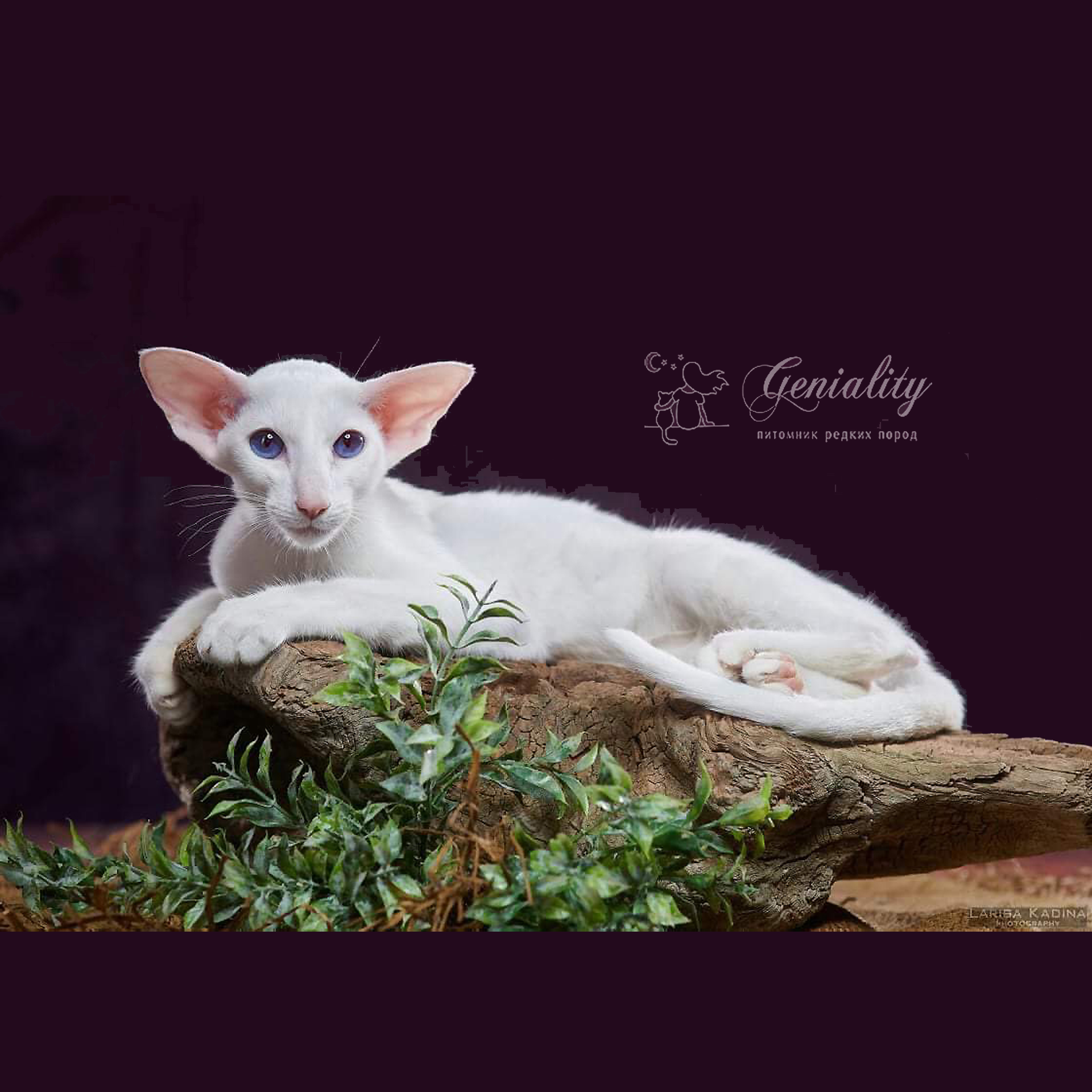 geniality Bohemiabest Yasmina1
